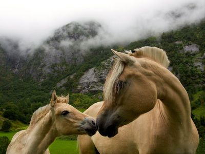Bellissimi Cavalli nella Natura - wallpaper preview