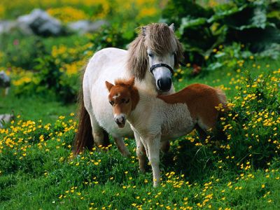 Pony carini in un campo di fiori