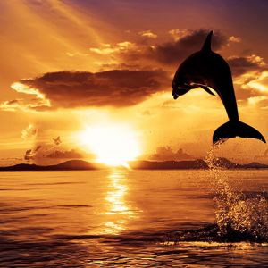 Delfino che salta al tramonto