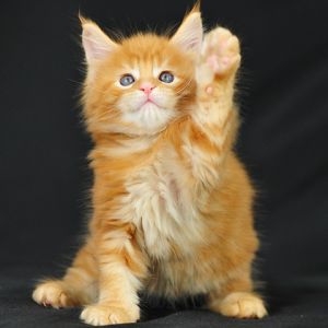 Gattino Arancione Carino