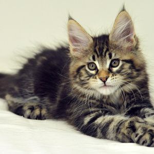 Gattino Maine Coon Adorabile
