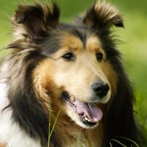 Cane Collie Carino