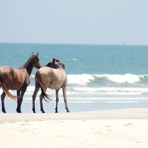 Cavalli sulla Spiaggia