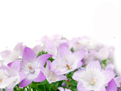Bellissimi Fiori Viola - wallpaper preview
