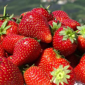 Fragole Fresche e Succose