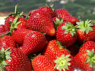 Fragole Fresche e Succose