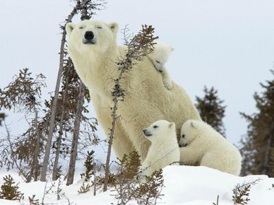 Famiglia di Orsi Polari nella Neve - wallpaper preview