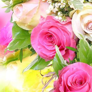 Bellissime Rose Rosa