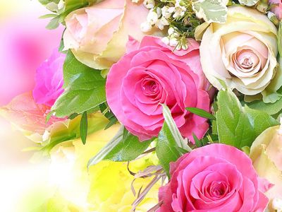 Bellissime Rose Rosa - wallpaper preview