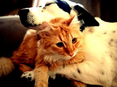 Cane e Gatto Insieme - wallpaper preview