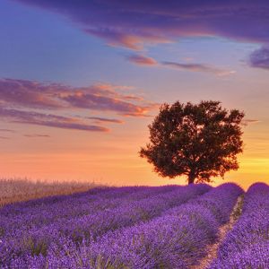 Campi di Lavanda al Tramonto