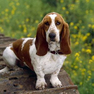 Basset Hound nella Natura