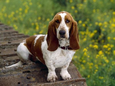 Basset Hound nella Natura - wallpaper preview