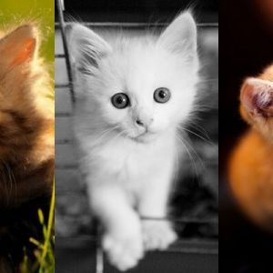 Collezione di Gattini Carini