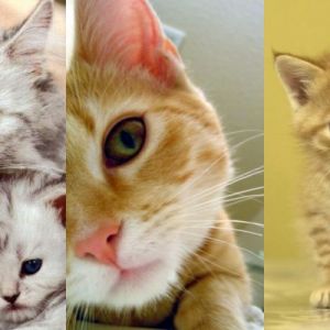 Gatti e Gattini Carini