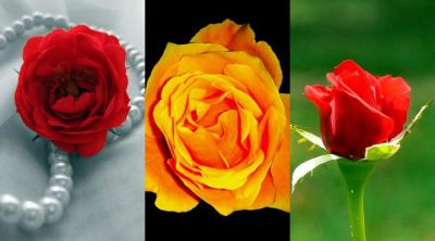 Belle Rose in Fiore - wallpaper preview