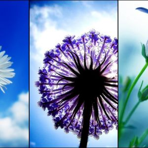 Bellissima Trio di Fiori