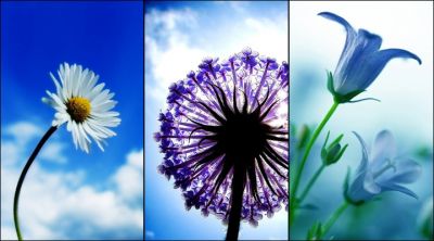 Bellissima Trio di Fiori - wallpaper preview