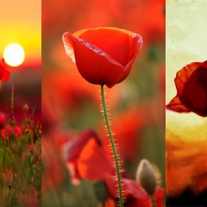 Vivaci Fiori di Papavero Rossi