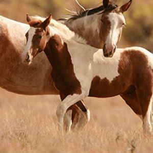 Bellissimi Cavalli nella Natura