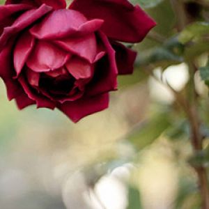 Bella Rosa Rossa
