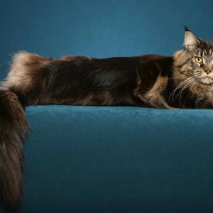 Gatto Maine Coon Rilassato