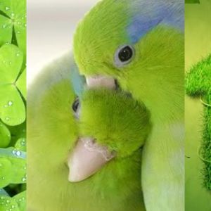 Natura Verde e Pappagalli