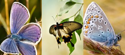 Farfalle Colorate nella Natura - wallpaper preview