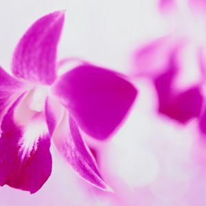 Bellissima orchidea rosa