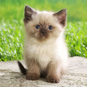 Gattino Carino sull'Erba