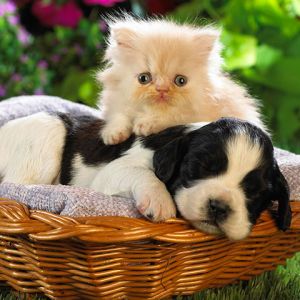 Cucciolo e Gattino Insieme