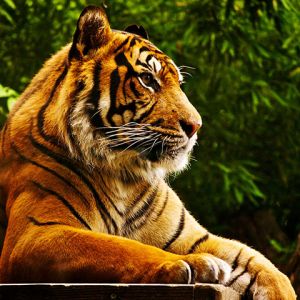 Tigre Maestoso nella Natura