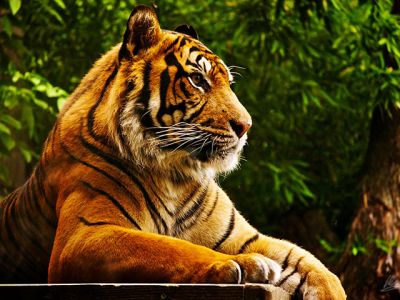 Tigre Maestoso nella Natura - wallpaper preview