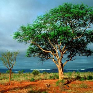 Paesaggio Verde con Albero