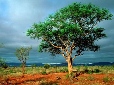 Paesaggio Verde con Albero