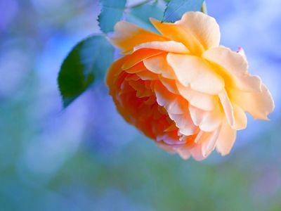 Bella Rosa Arancione - wallpaper preview