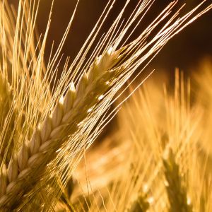 Campi di Grano Dorato