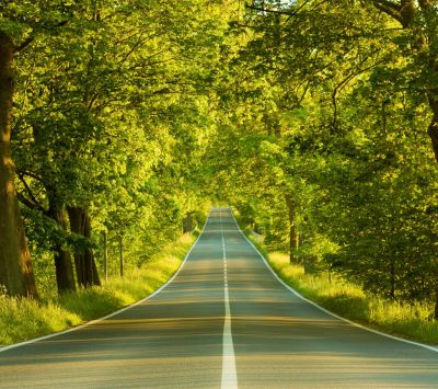 Strada Panoramica Tra Gli Alberi