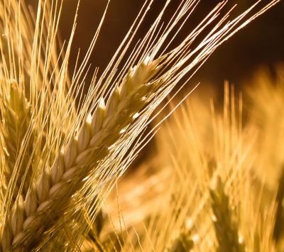 Campi di Grano Dorato - wallpaper preview