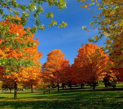Alberi Autunnali in Colori Vivaci