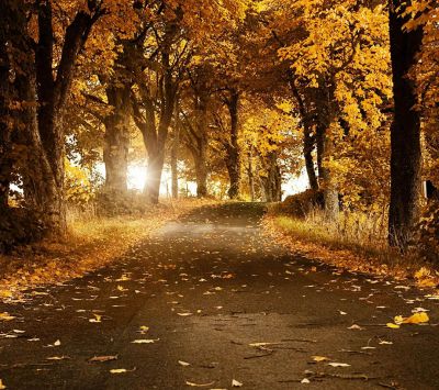 Sentiero Forestale Autunnale