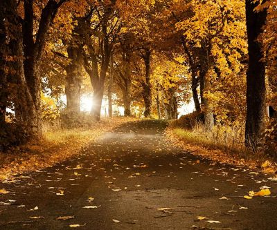 Sentiero Forestale Autunnale - wallpaper preview