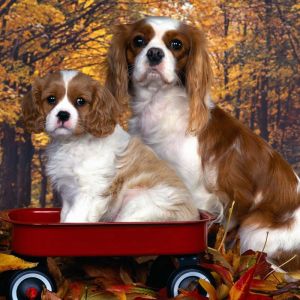 Cavalier King Charles Spaniel Carini