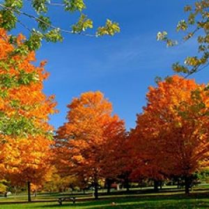 Alberi Autunnali Vivaci