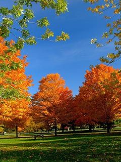 Alberi Autunnali Vivaci - wallpaper preview