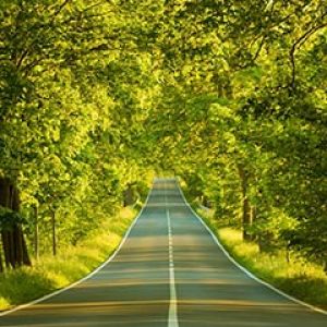 Strada Panoramica Tra Gli Alberi