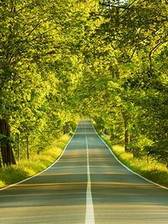 Strada Panoramica Tra Gli Alberi - wallpaper preview