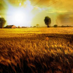 Campo di Grano Dorato al Tramonto