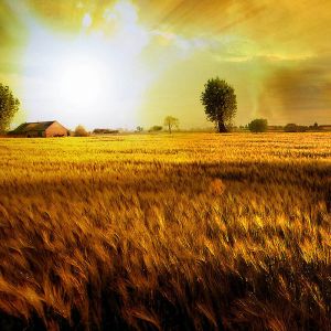 Campo di Grano Dorato al Tramonto