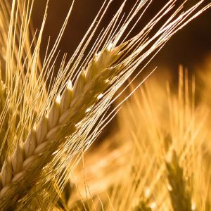 Campi di Grano Dorato